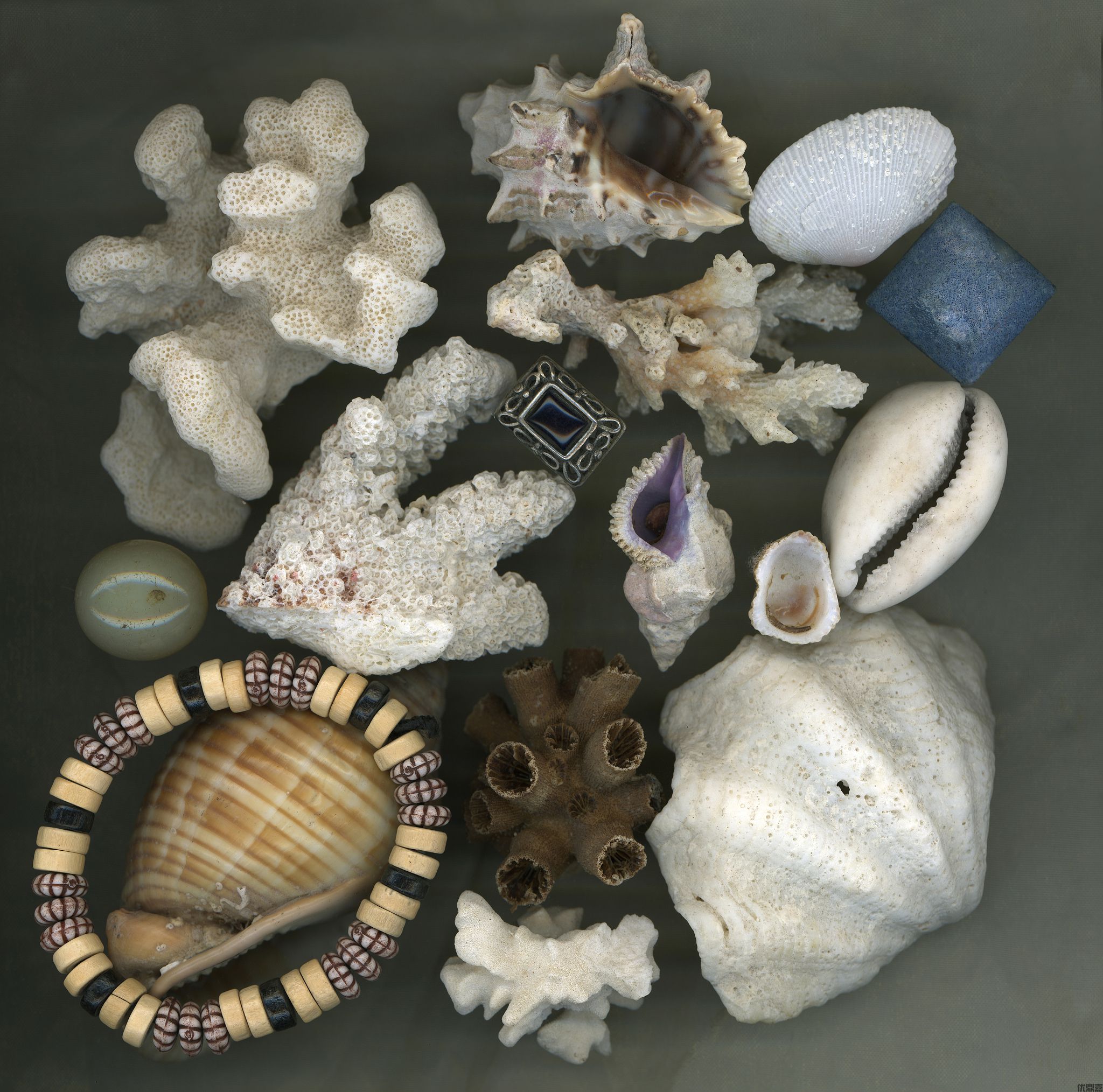 進口藝術貝殼生意好做嗎？這7大法規陷阱要避開